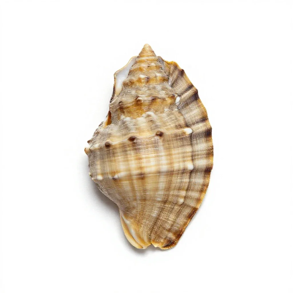 Paua shell isolated on a white background