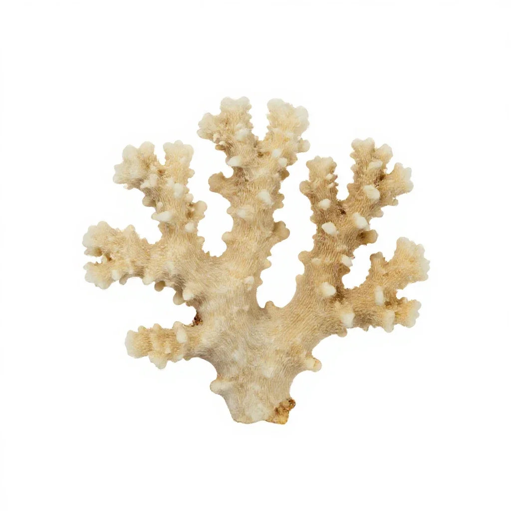 Piece of coral isolated on a white background