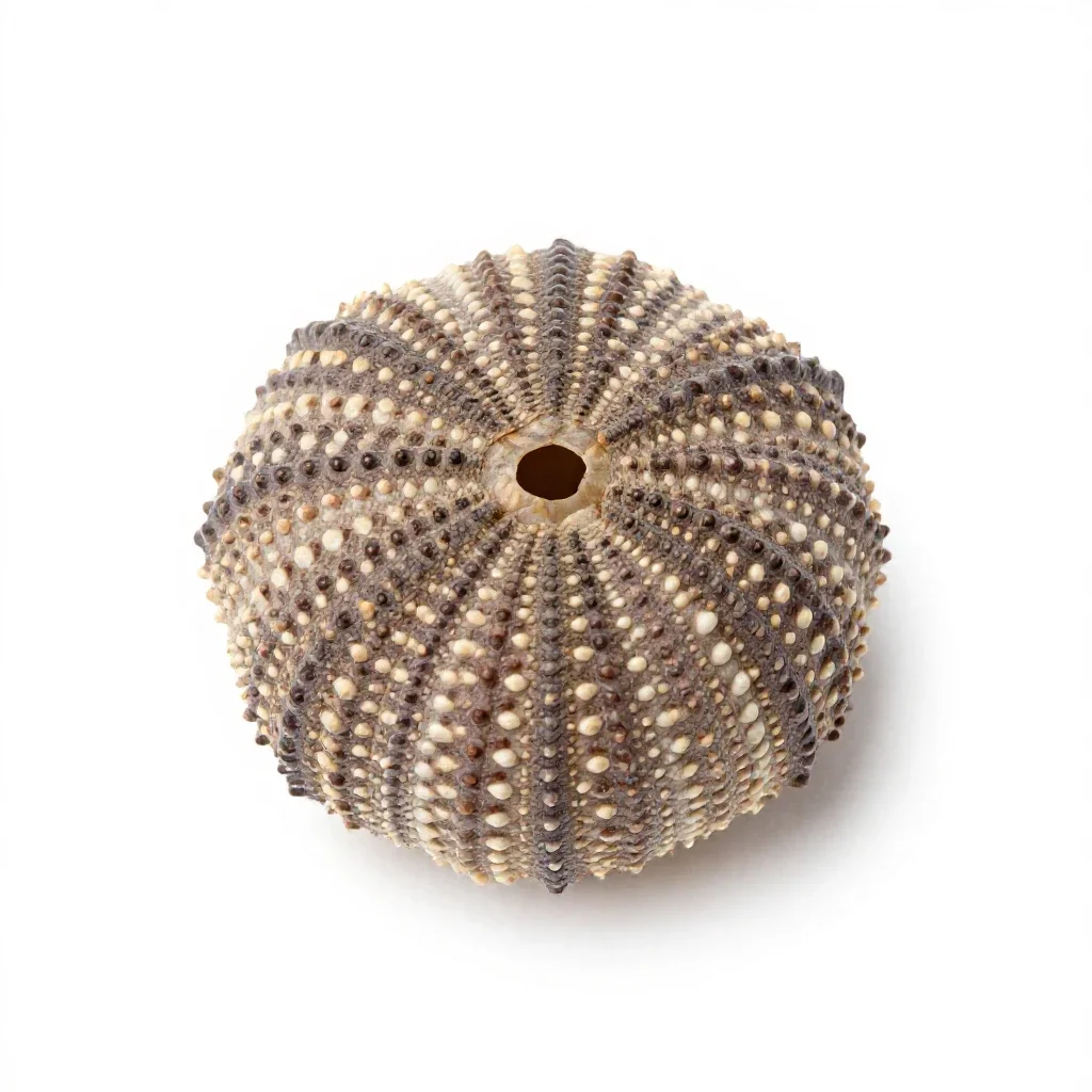 Sea urchin shell isolated on a white background