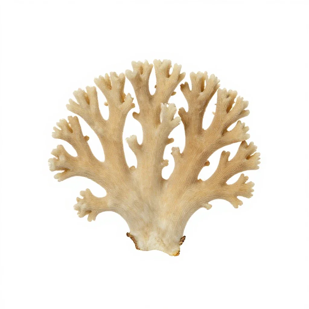 Coral fungus isolated on a white background