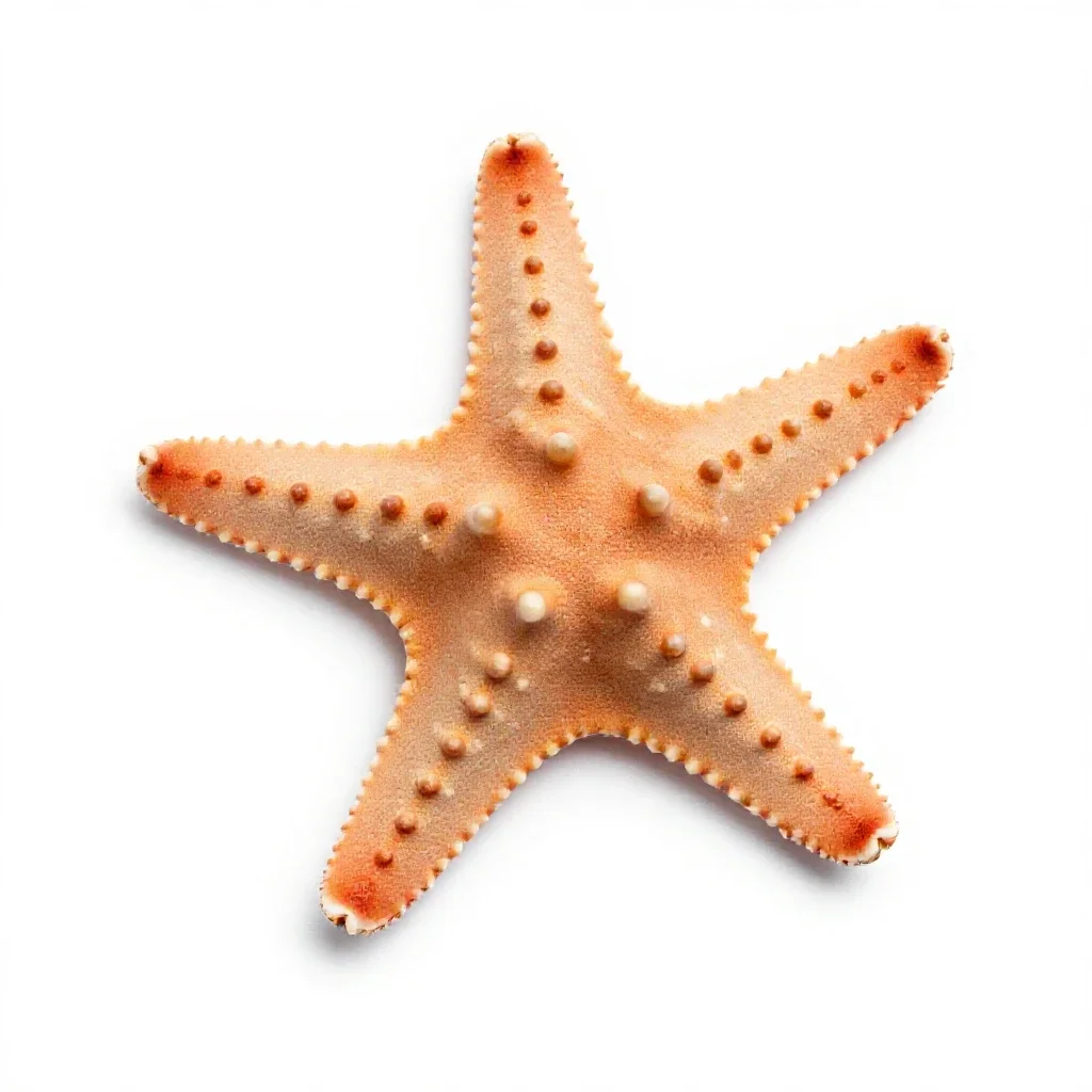 Brittle star isolated on a white background