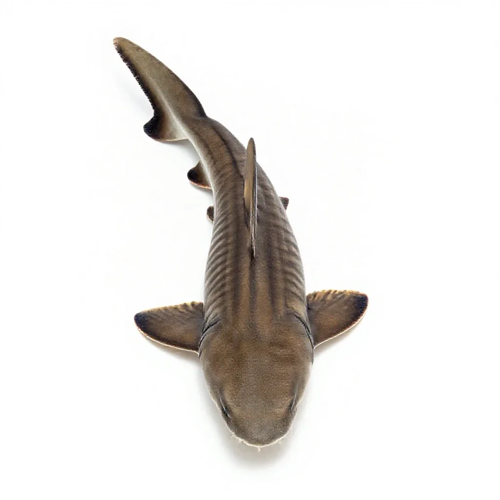 Leopard shark on sand isolated on a white background