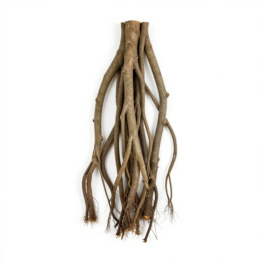 Banyan with aerial roots isolated on a white background