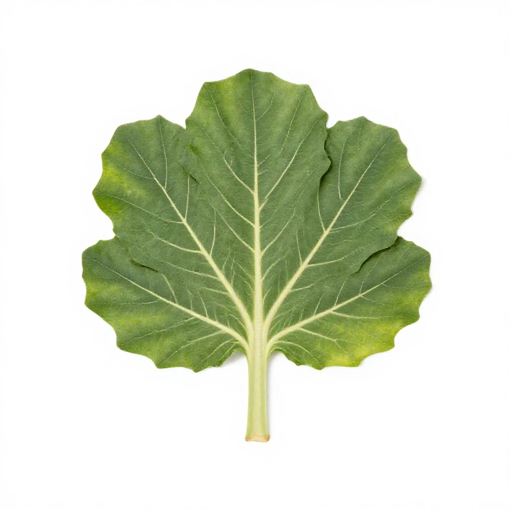 Cabbage tree isolated on a white background