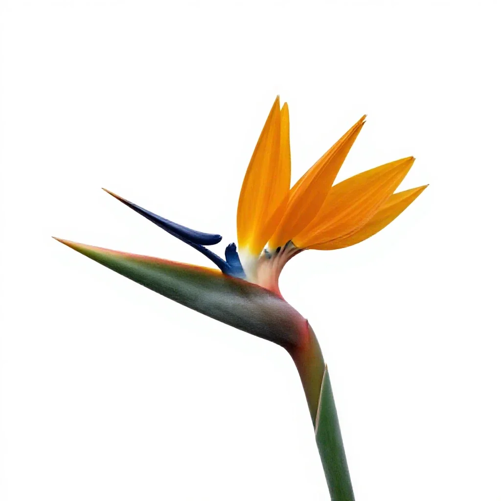 Bird of paradise flower isolated on a white background