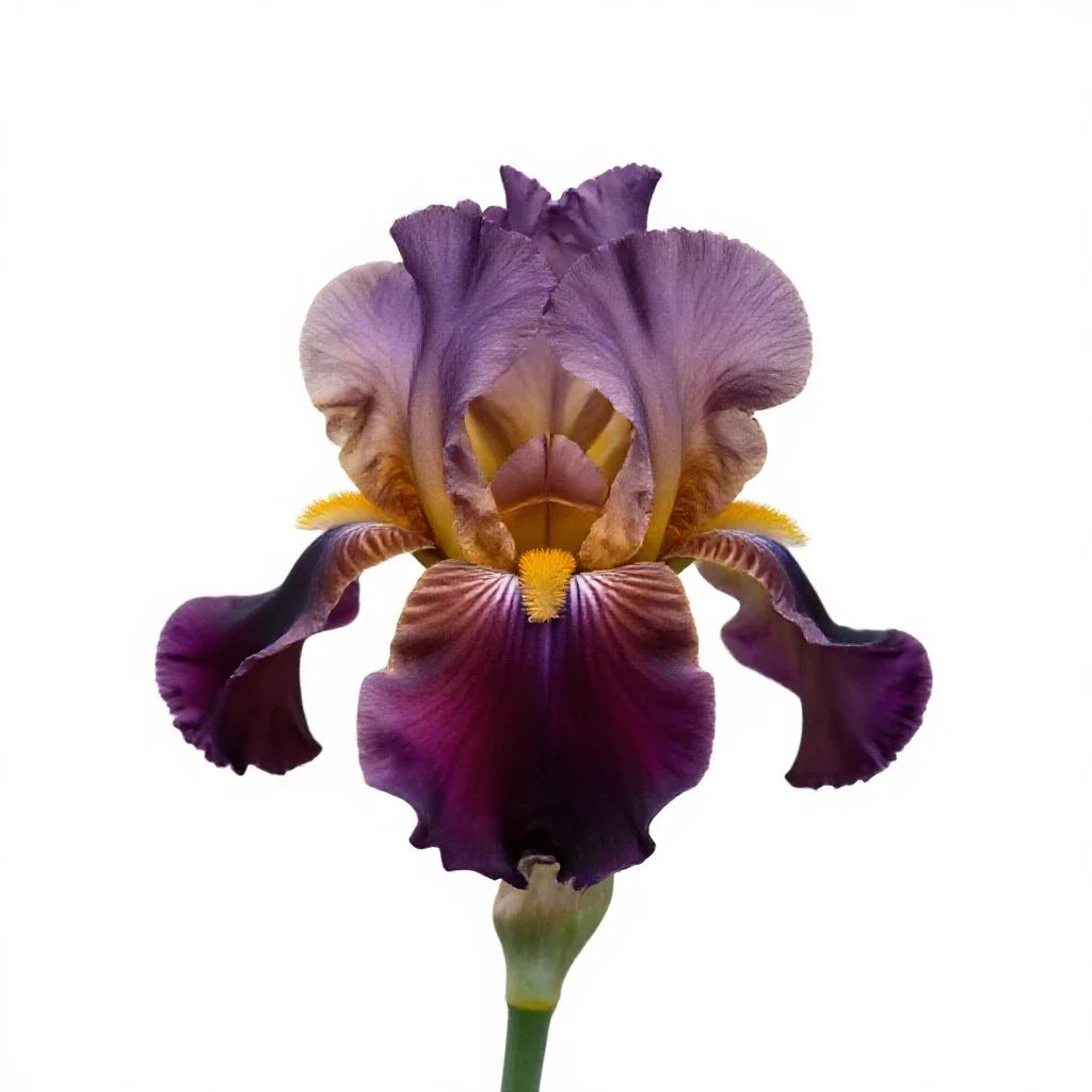 Iris isolated on a white background
