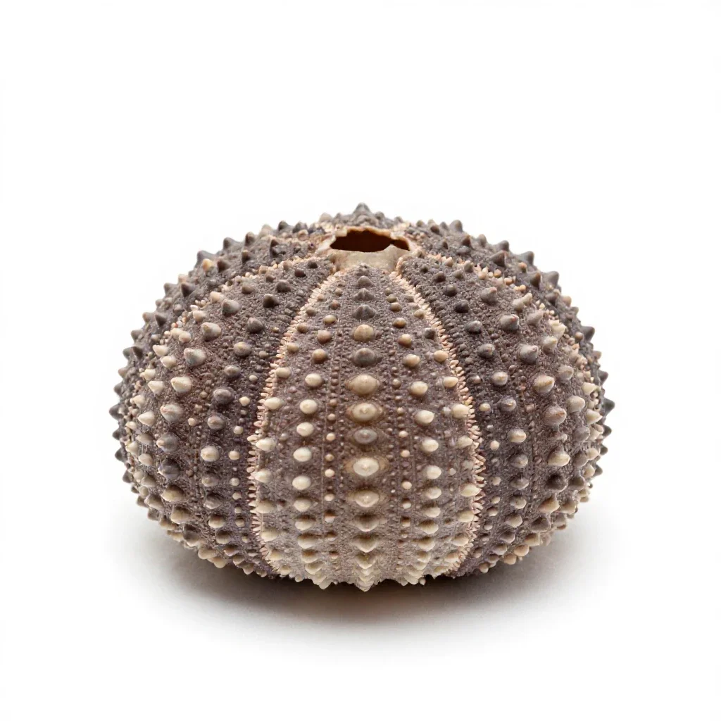 Sea urchin shell isolated on a white background