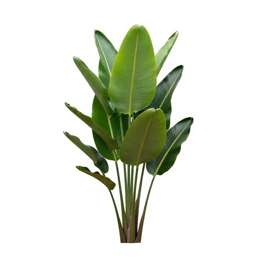 Bird of paradise plant isolated on a white background