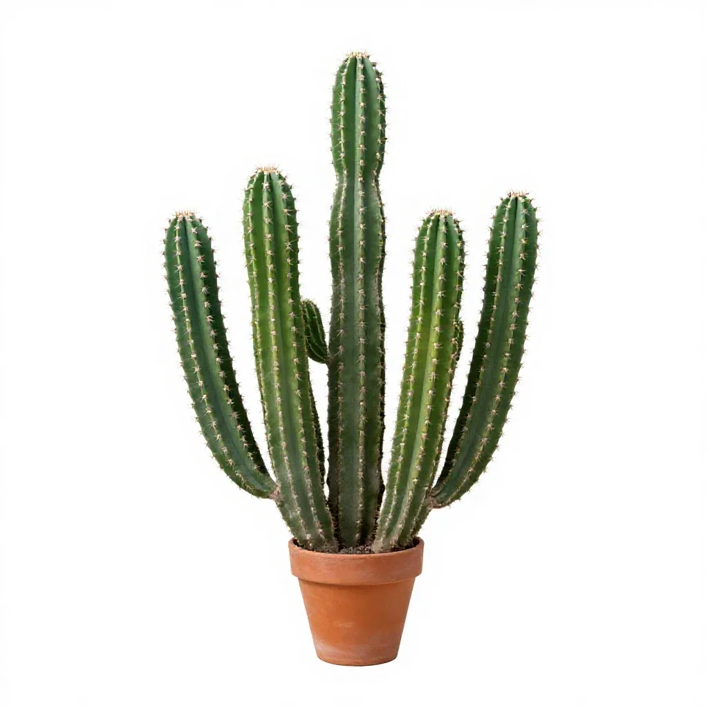 Cactus cluster in terracotta isolated on a white background
