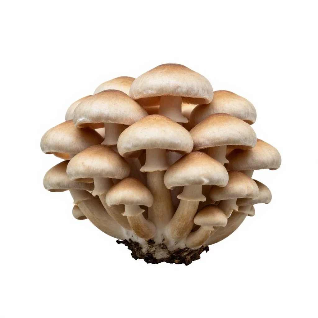 Mushroom cluster on bark isolated on a white background