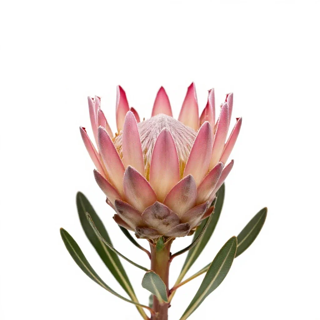 Protea flower isolated on a white background