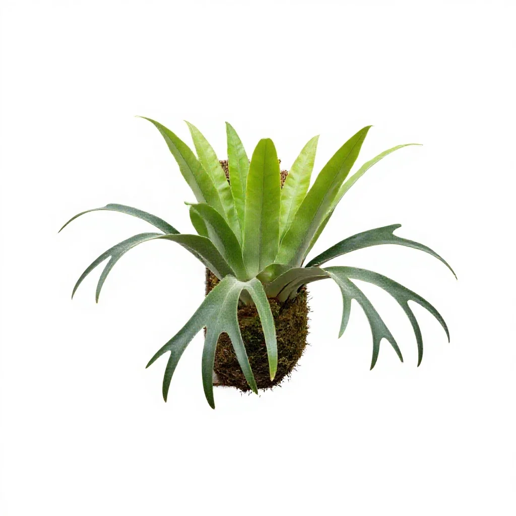 Staghorn fern mounted isolated on a white background