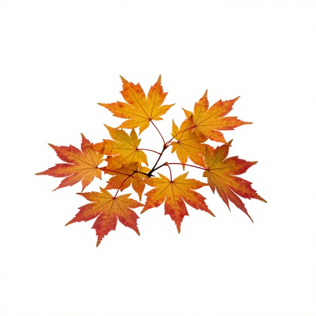 Autumn maple branch isolated on a white background
