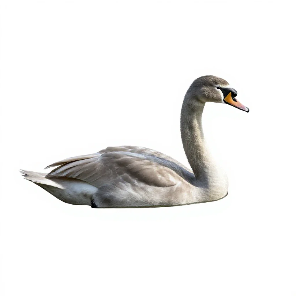 Swan gliding isolated on a white background