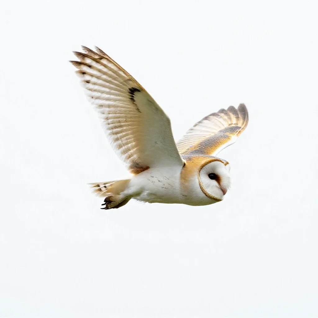 Barn owl in flight isolated on a white background