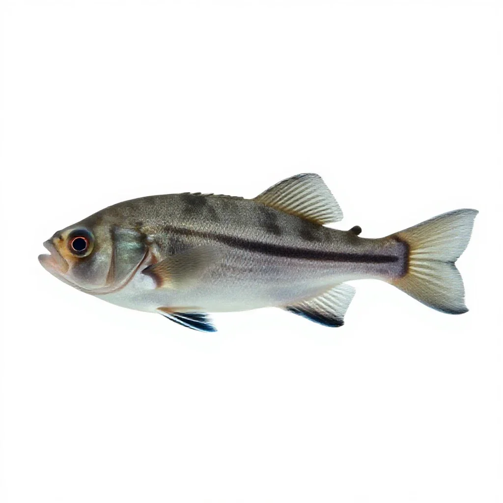 Bio-luminescent deep sea fish isolated on a white background