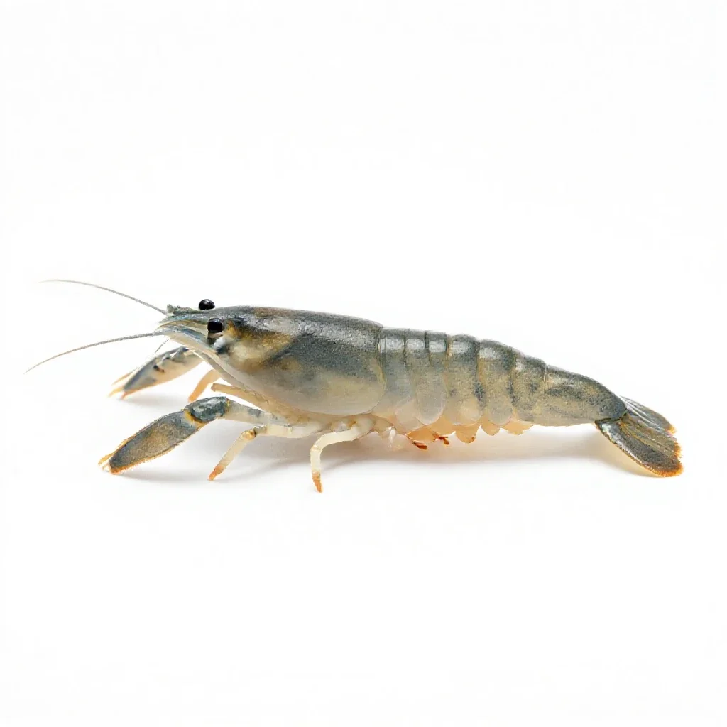 Brine shrimp isolated on a white background