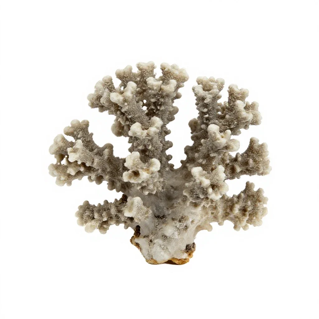 Piece of coral isolated on a white background