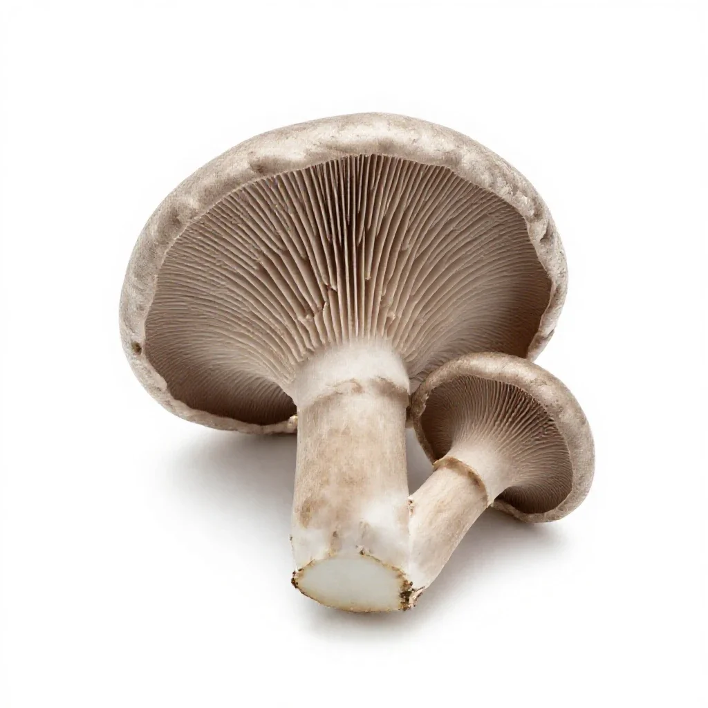 Chanterelle mushroom isolated on a white background
