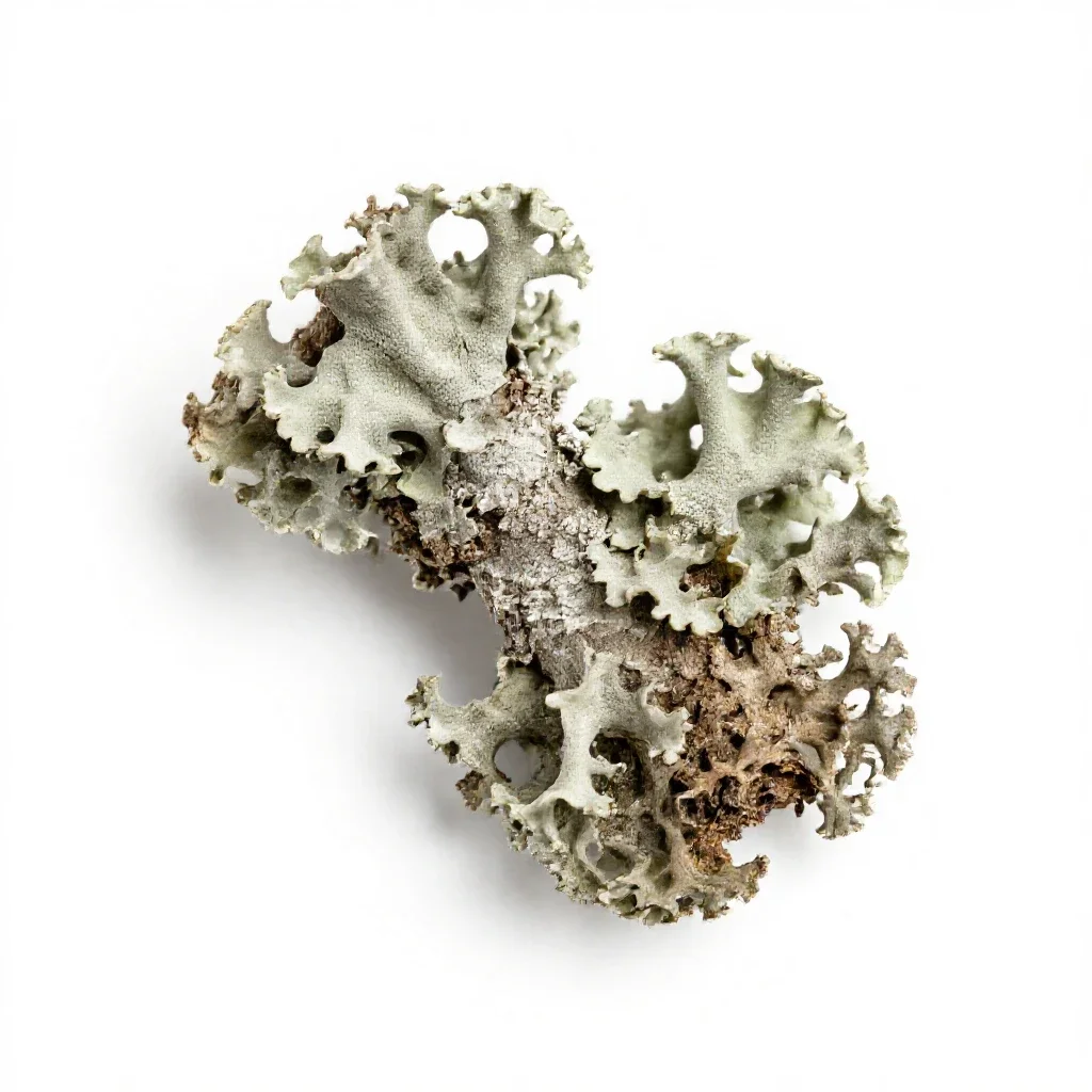 Lichen-covered twig isolated on a white background