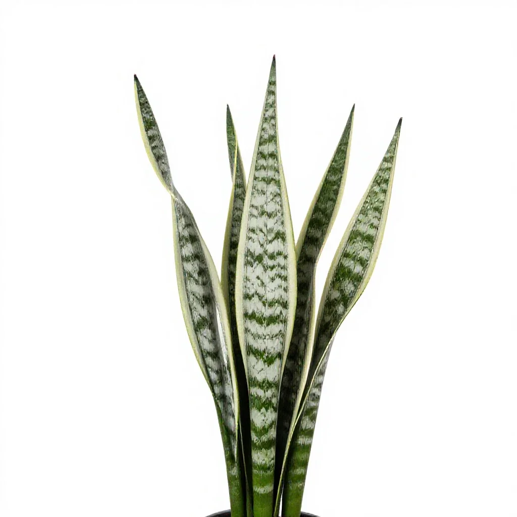 Snake plant isolated on a white background