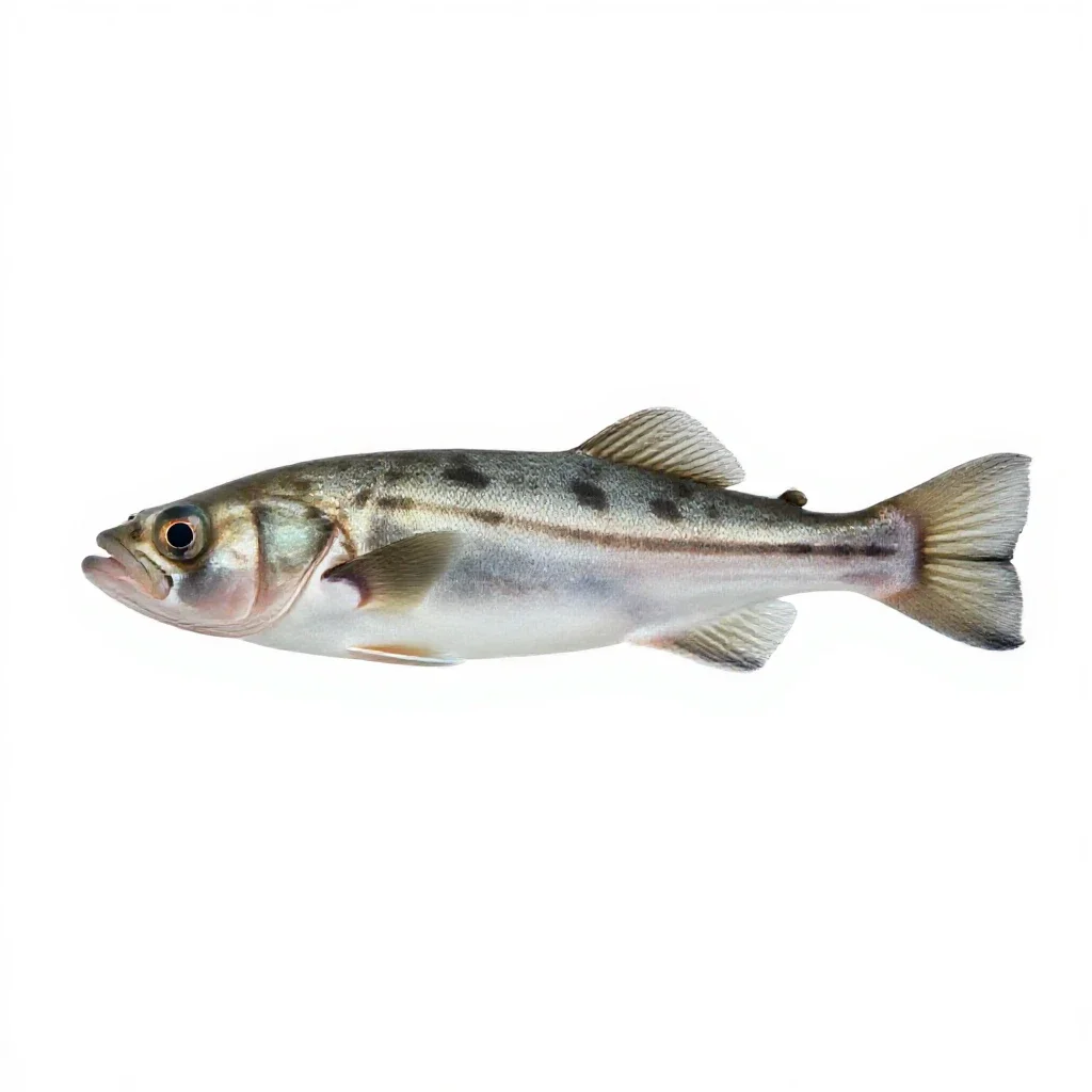Barreleye fish isolated on a white background