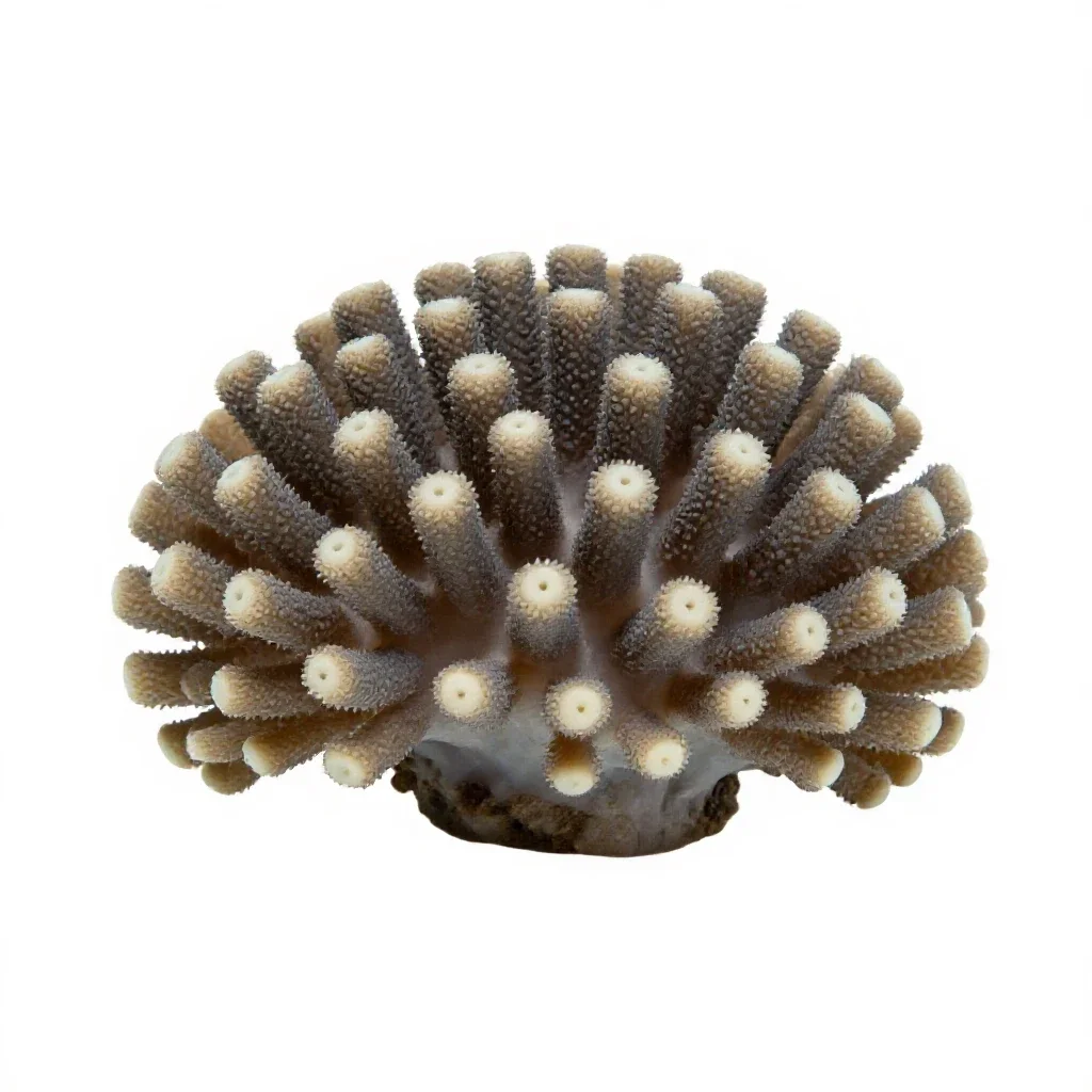 Coral polyp colony isolated on a white background