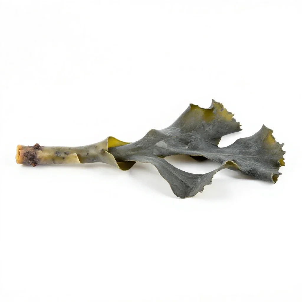 Kelp holdfast isolated on a white background