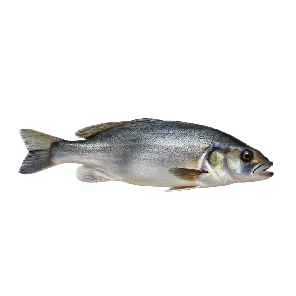 Regal tang isolated on a white background