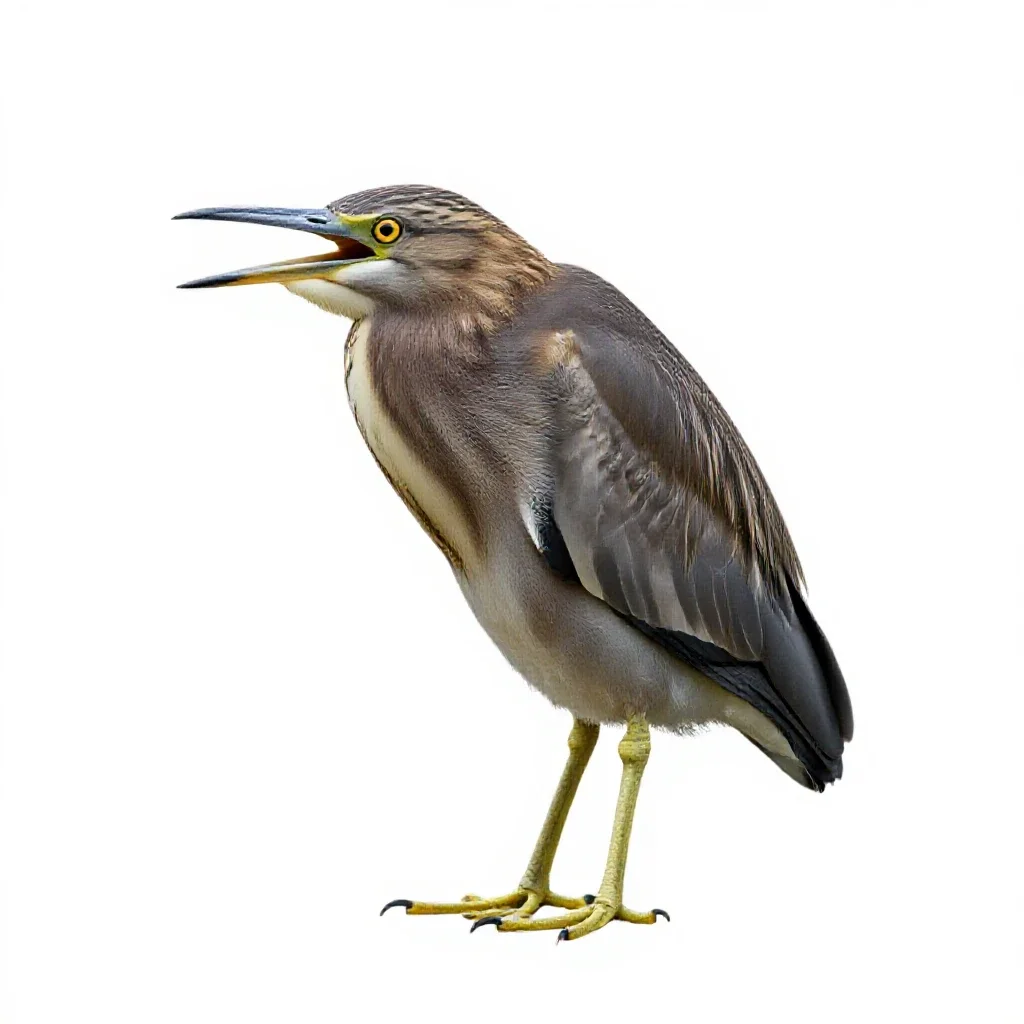 Bittern isolated on a white background