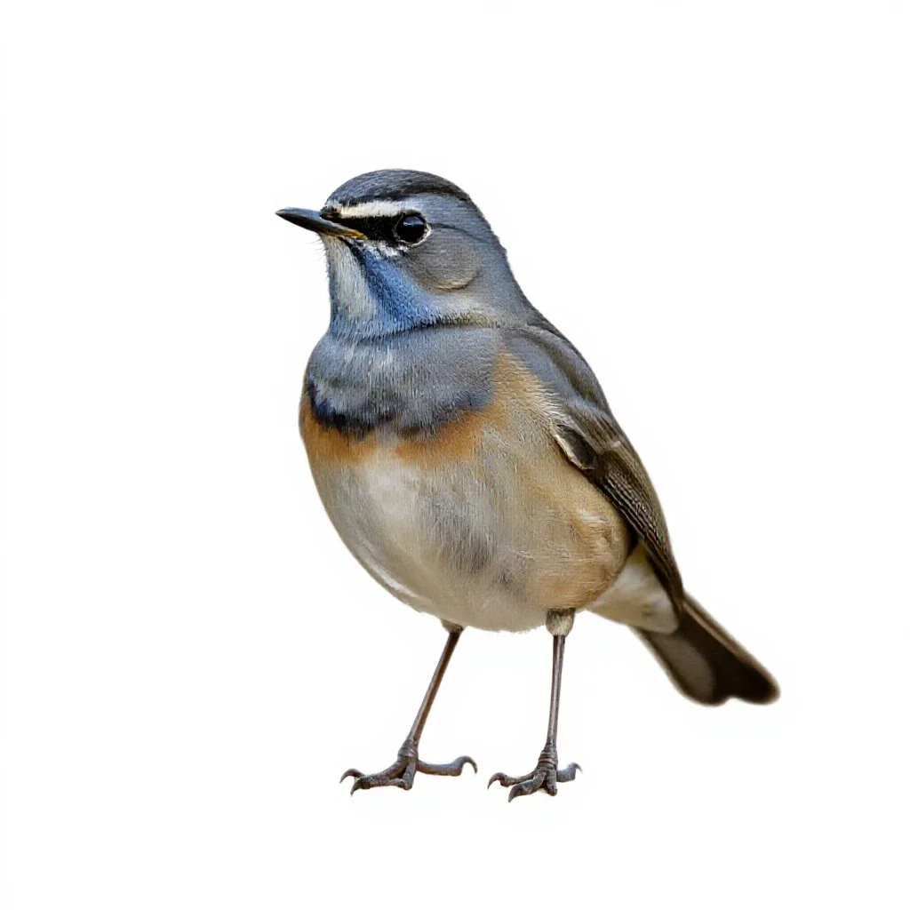 Bluethroat isolated on a white background