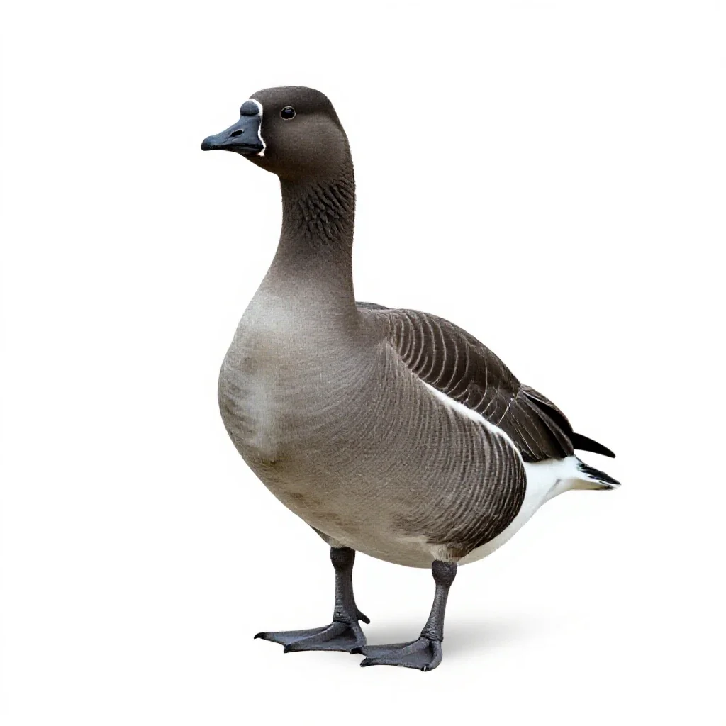 Brant isolated on a white background