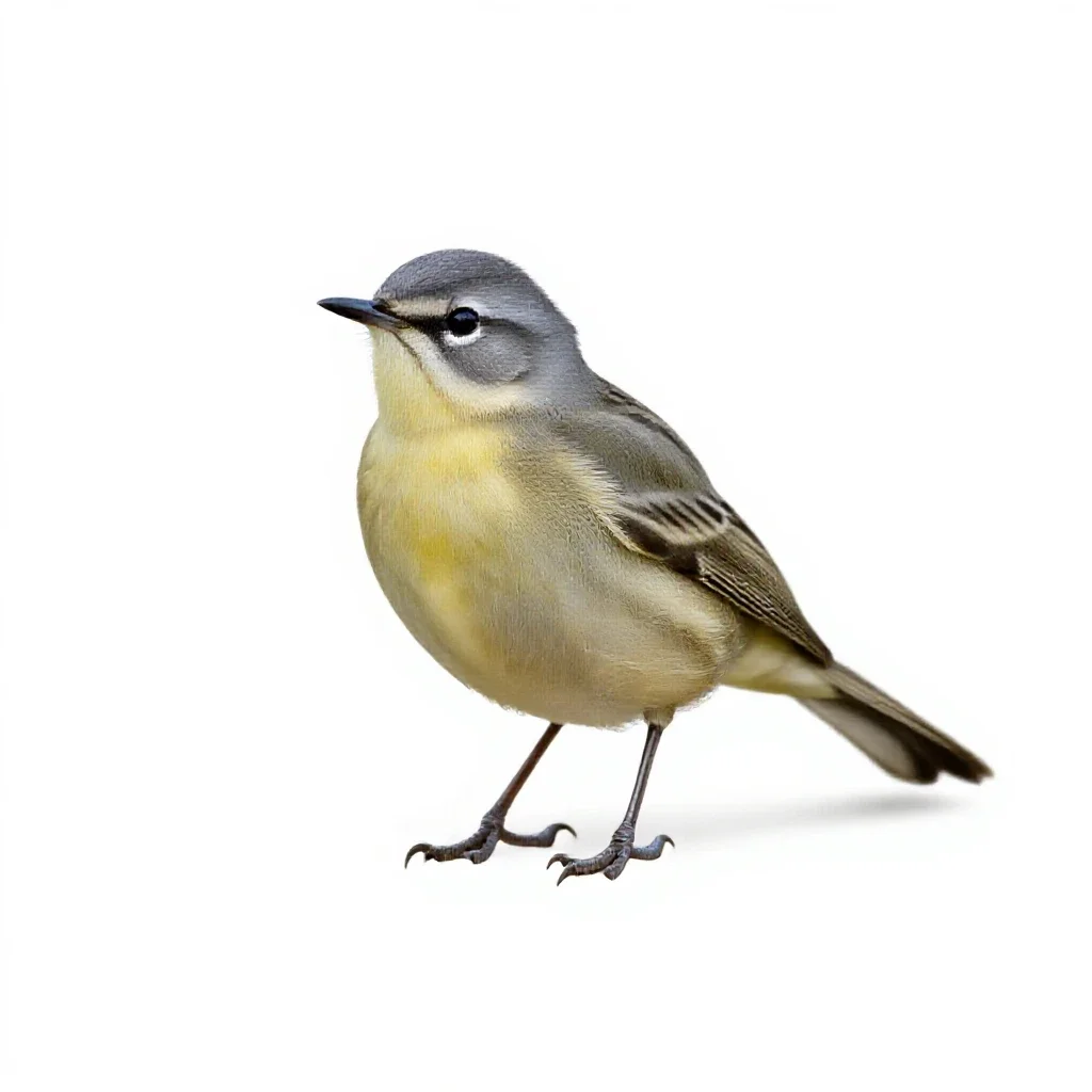 Common yellowthroat isolated on a white background