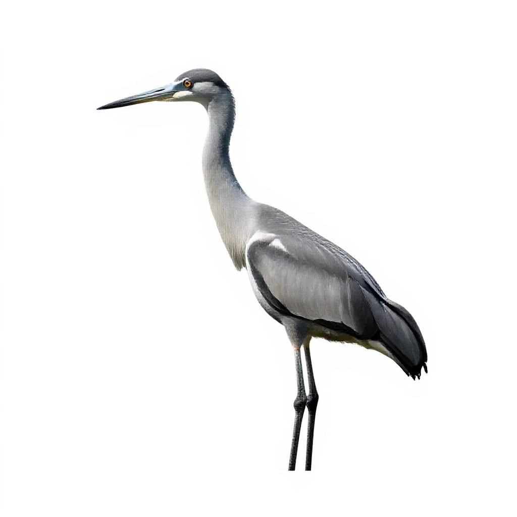Crane isolated on a white background