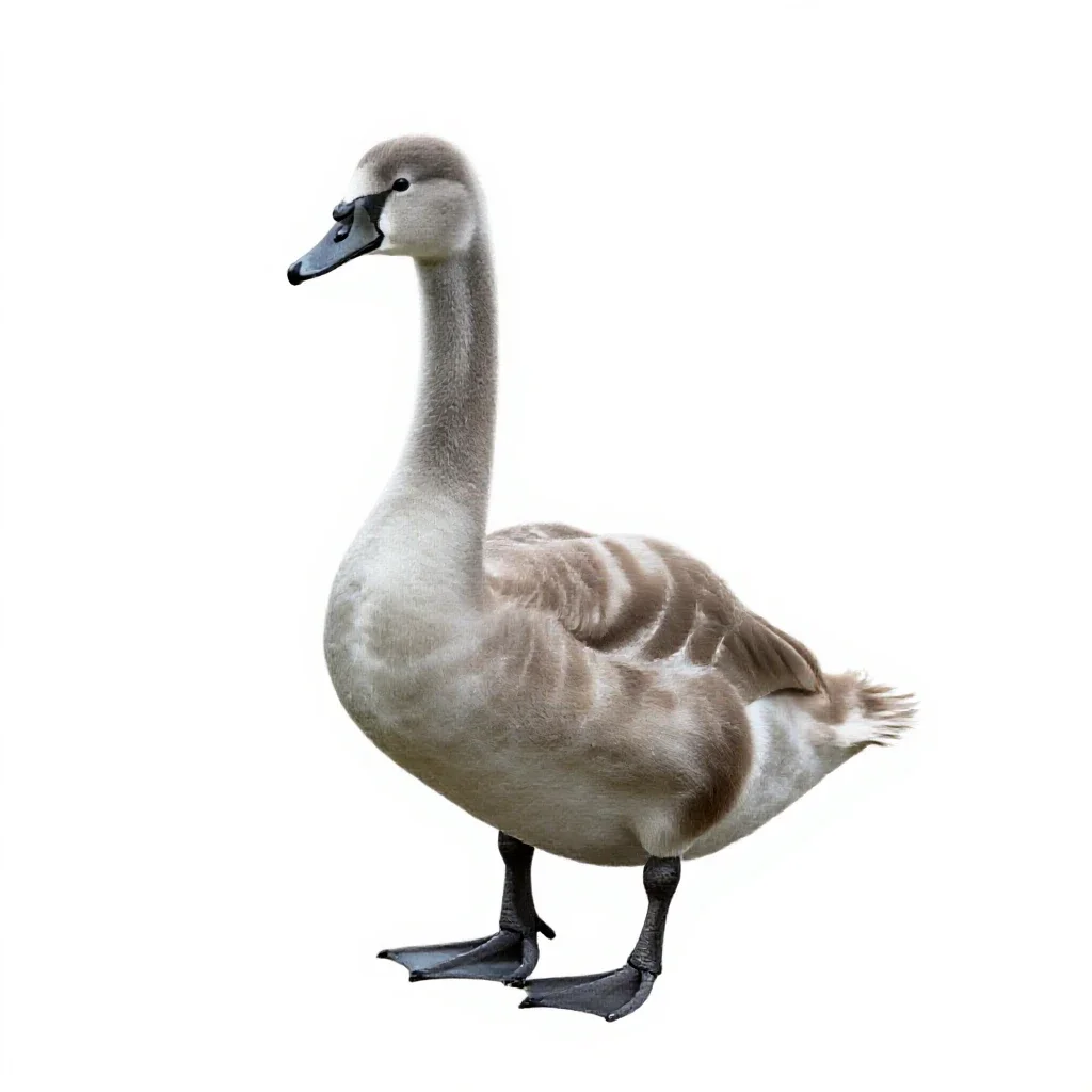 Cygnet isolated on a white background