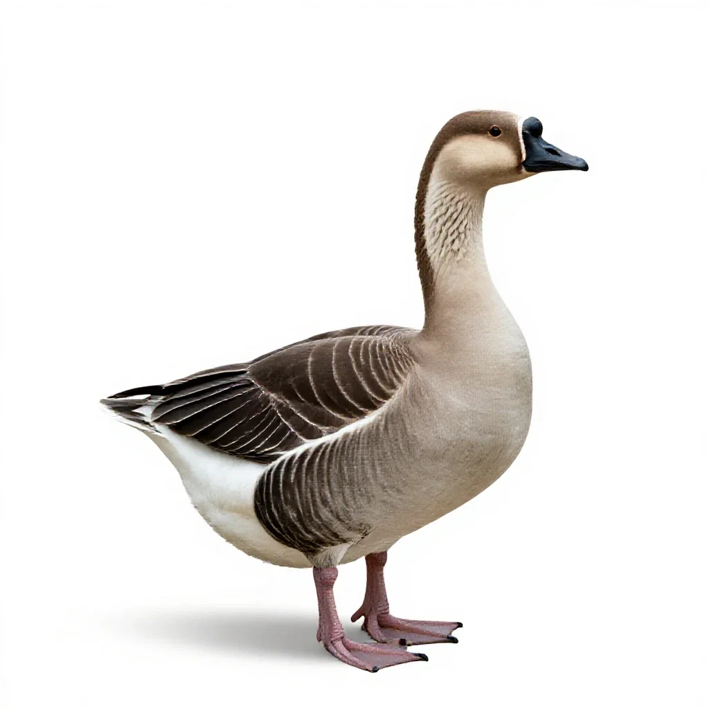 Gander isolated on a white background