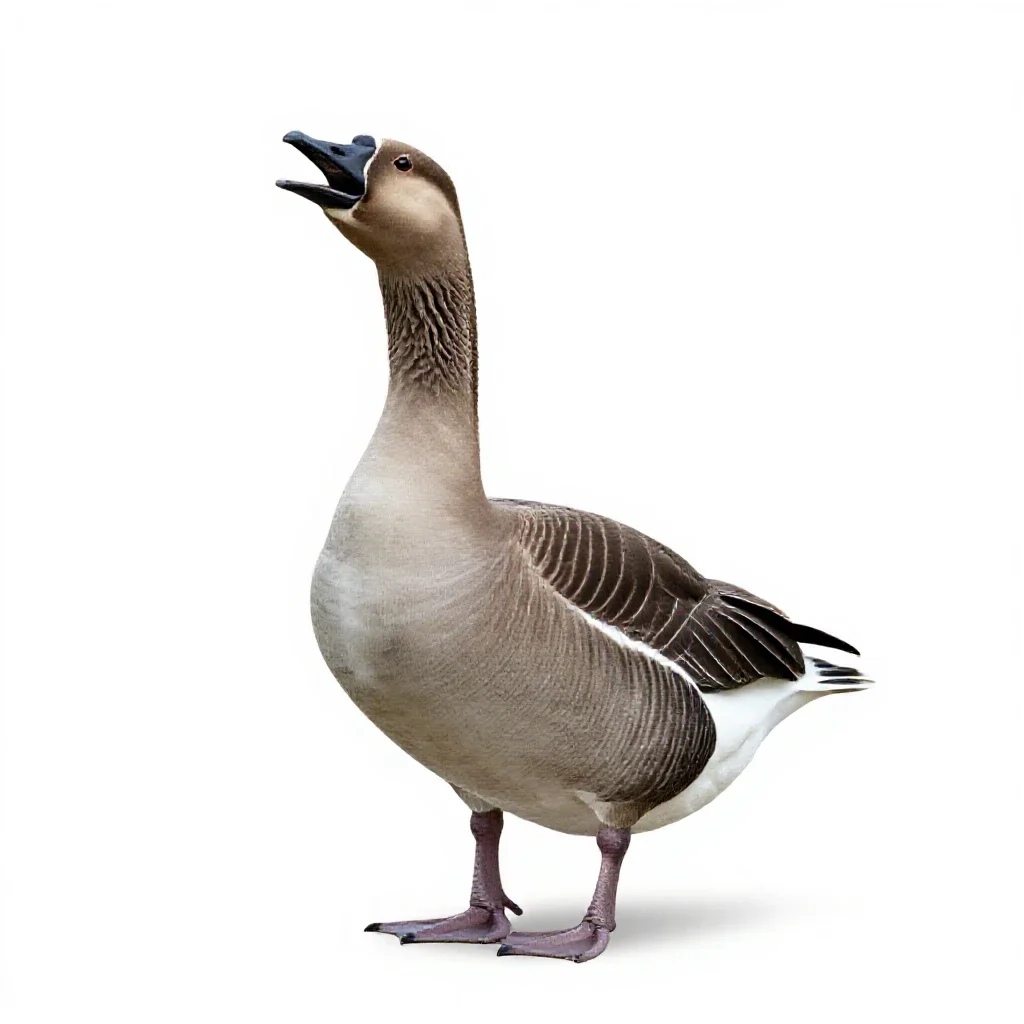 Honker isolated on a white background
