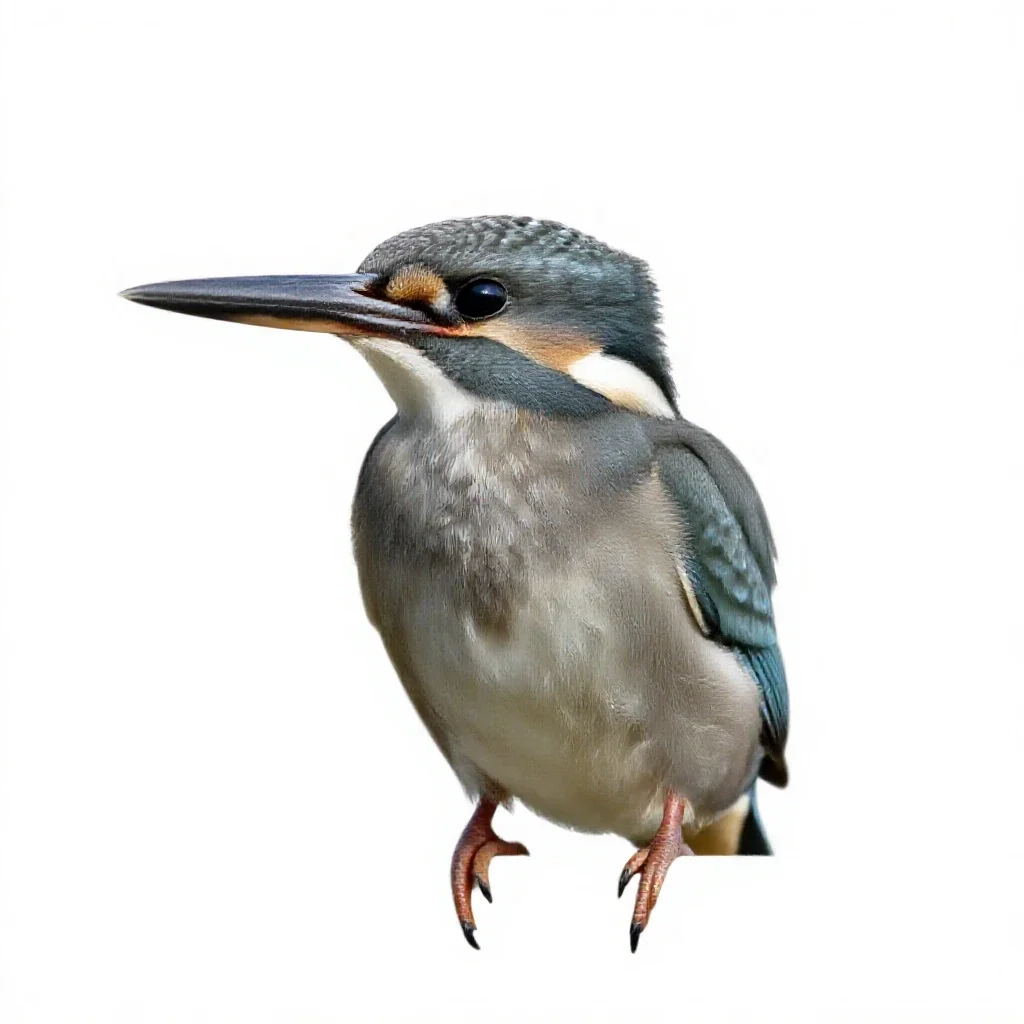 Kingfisher isolated on a white background