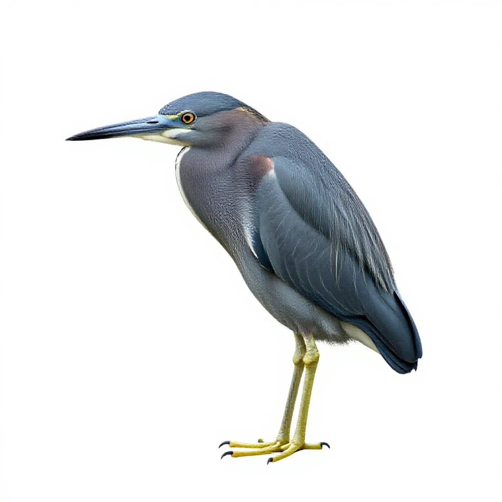 Little blue heron isolated on a white background