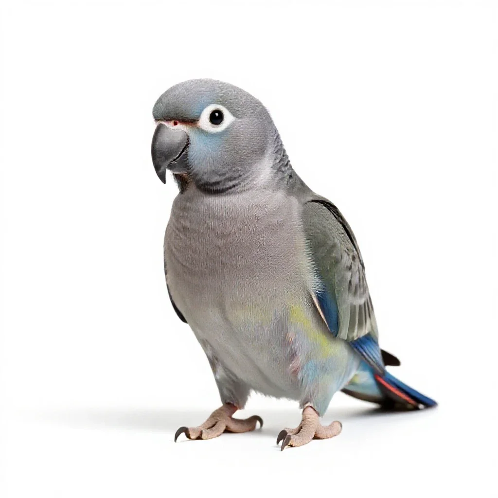 Ring-necked parakeet isolated on a white background