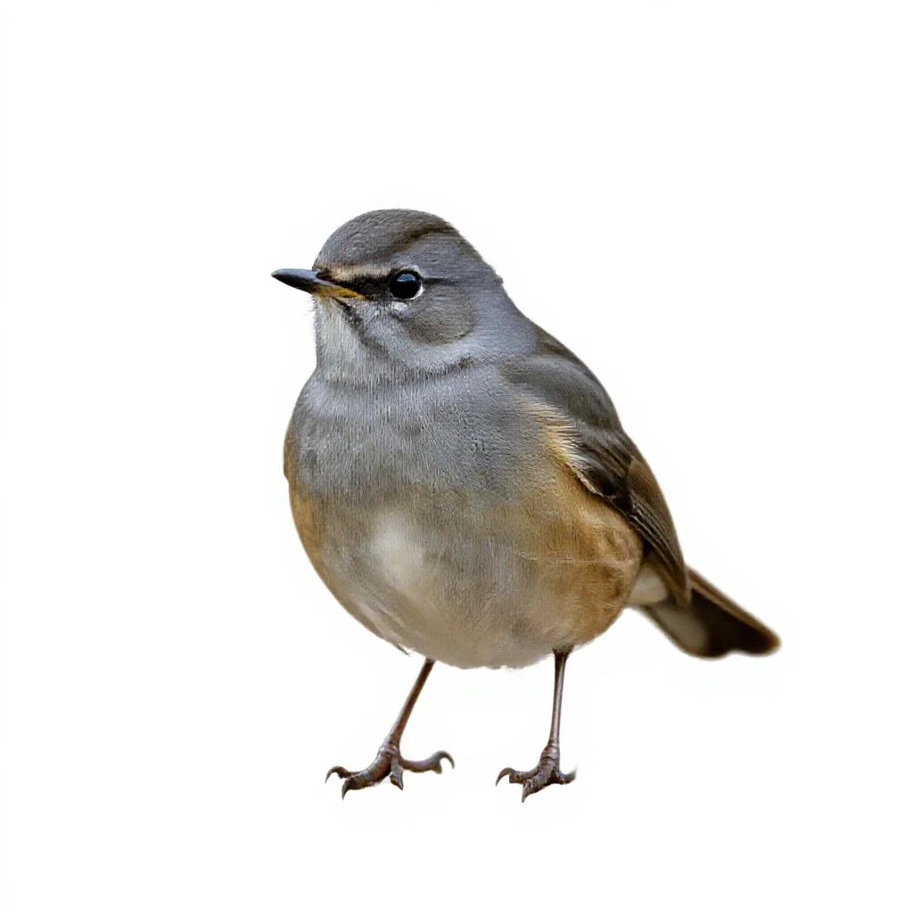Ring ouzel isolated on a white background