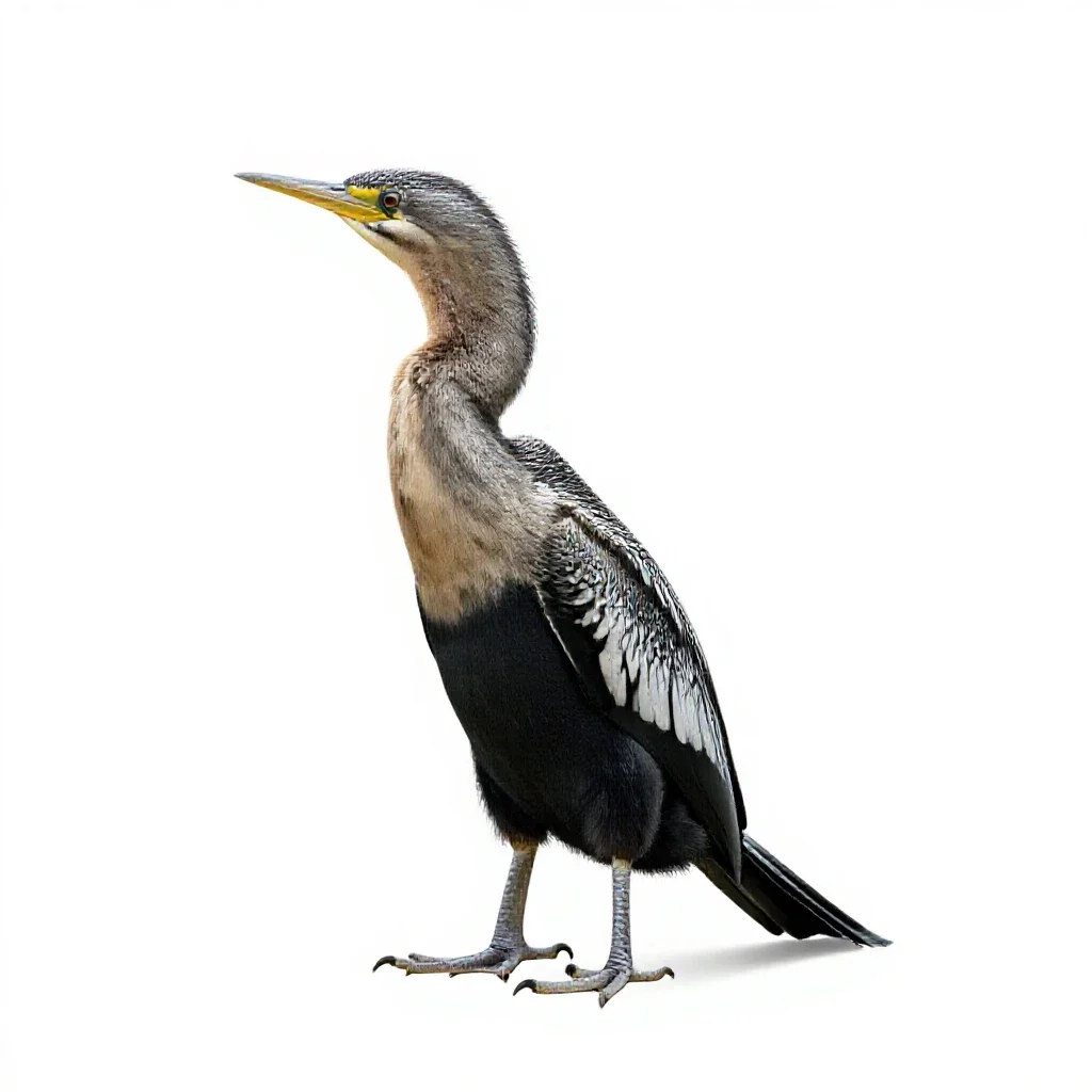 Snakebird isolated on a white background