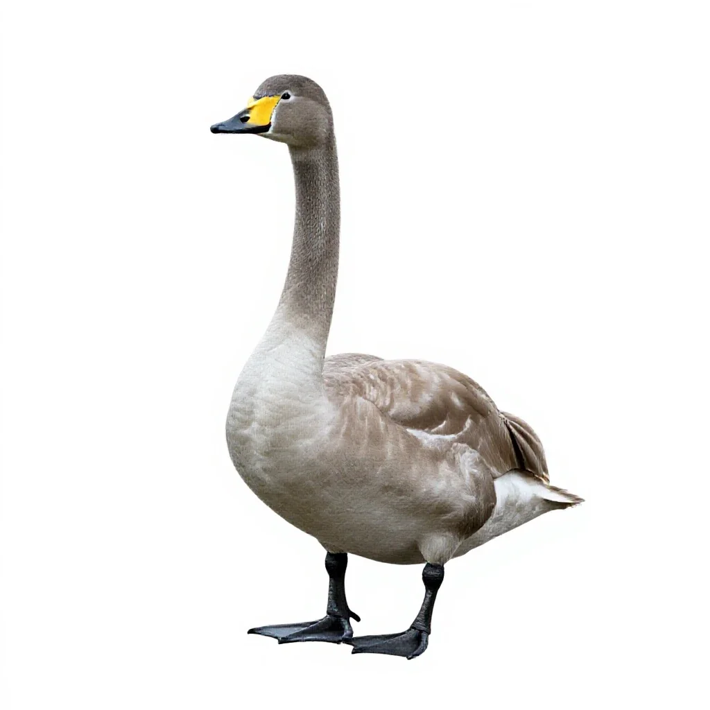 Whooper isolated on a white background