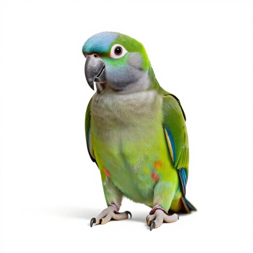 Amazon isolated on a white background