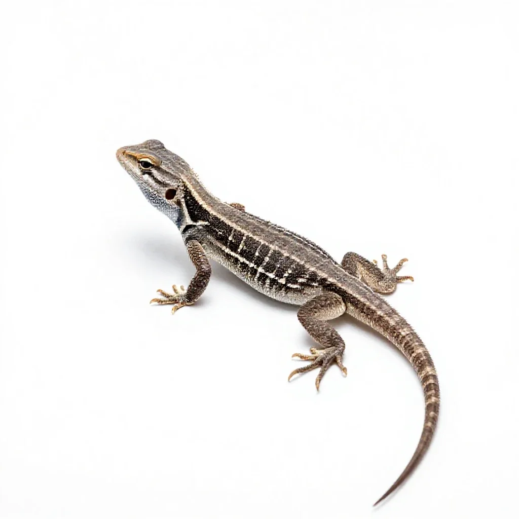 Fence lizard isolated on a white background