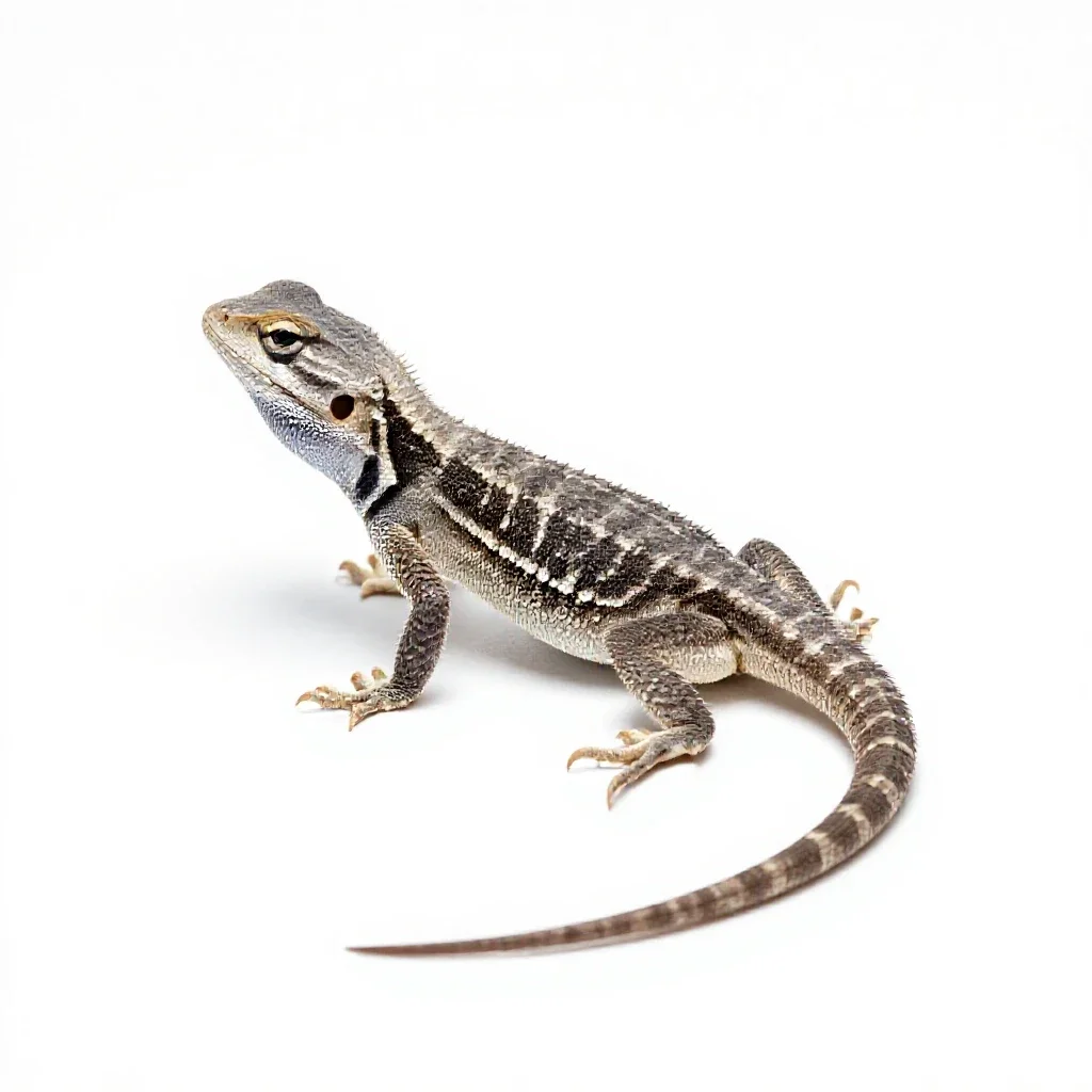 Fringe-toed lizard isolated on a white background