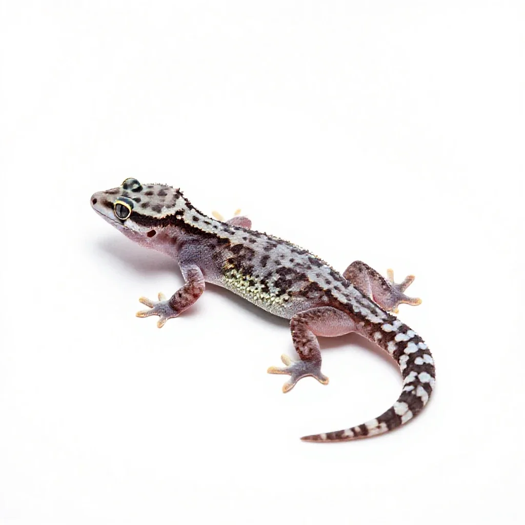 Gecko isolated on a white background