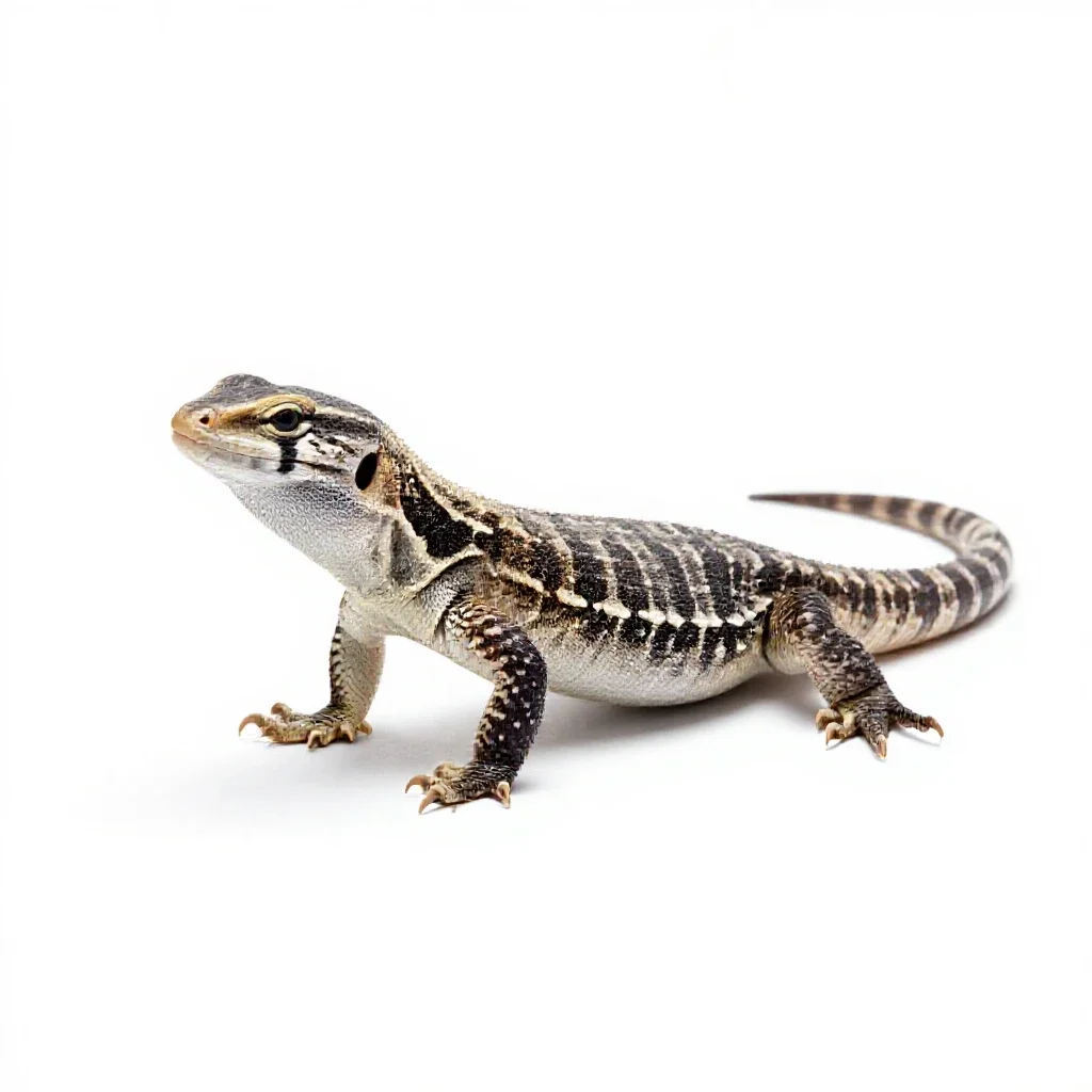 Leopard lizard isolated on a white background