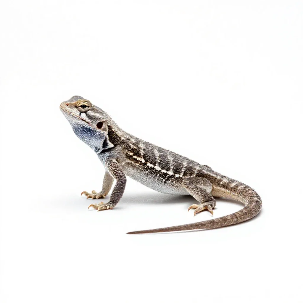 Sagebrush lizard isolated on a white background