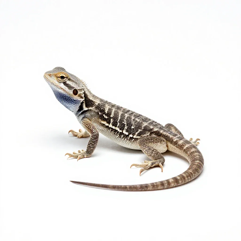 Western fence lizard isolated on a white background